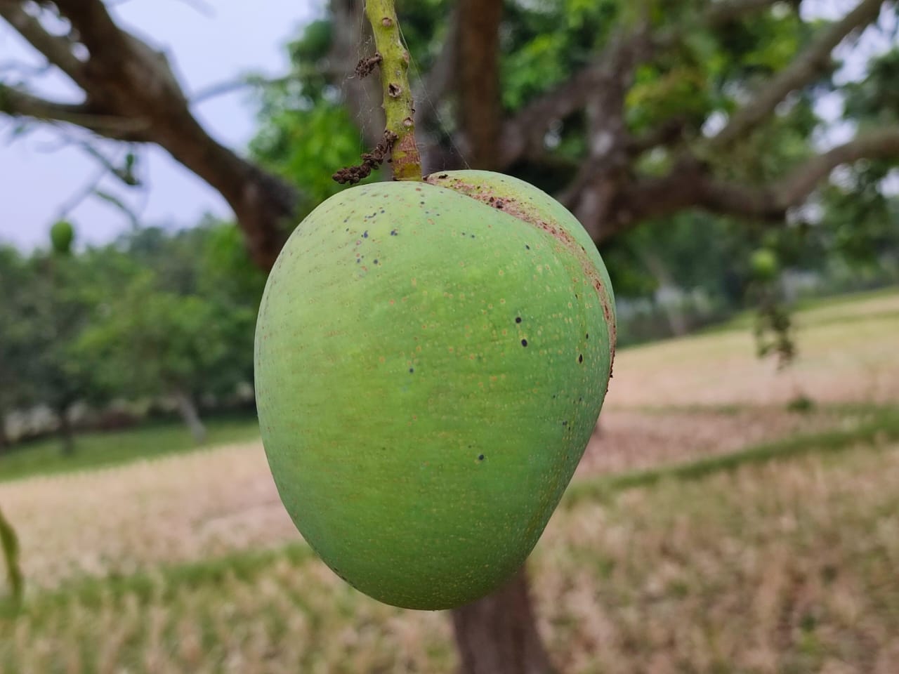 Himsagar Mango